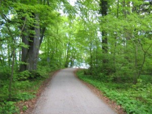 Path through the forest